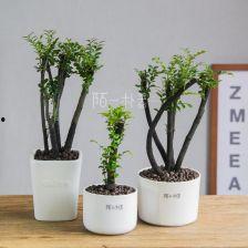 八卦花盆种紫檀,八卦花盆中的神秘魅力