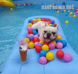 土豪狗图片,土豪狗的奢华生活揭秘